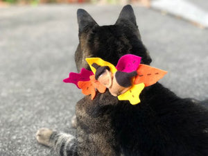 Sundays With Tabs the Cat, Makeup and Beauty Blog Mascot, Vol. 519